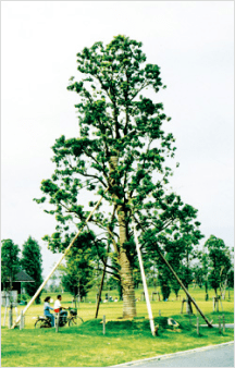 クスノキ植樹